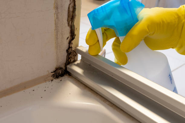 Best Professional Mold Removal  in Quail Ridge, FL