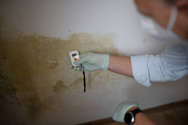 Best Mold Remediation Services  in Quail Ridge, FL