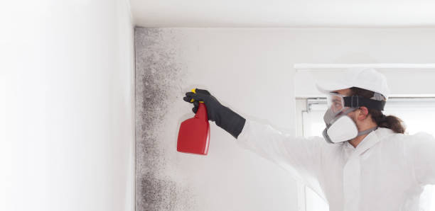 Best Residential Mold Removal  in Quail Ridge, FL
