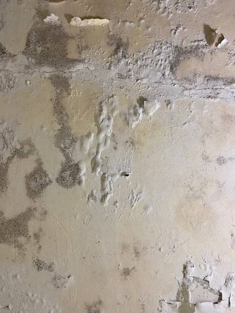 Best Commercial Mold Removal  in Quail Ridge, FL